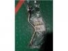 PIPE; FUEL,FEED PUMP,SUCTION 高压泵钢管:8-98002565-0